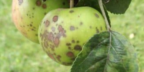 19 Bolesti stabala jabuke i njihovo liječenje - bolesti kore, bolesti lišća, kako liječiti i kako se boriti